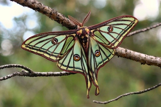 Photo:  Spanish Moon Moth